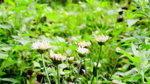 Closeup beautiful small cute flower of yellow pollen and white petal of Commo Stock Footage 127815258