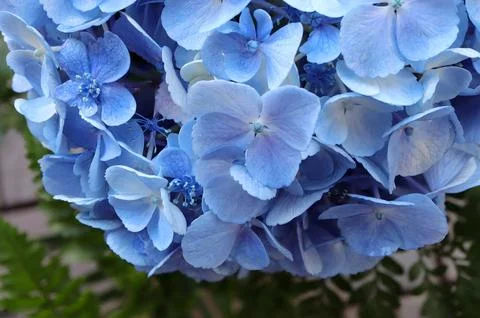 Closeup of Beautiful soft blue hydrangea,(Hydrangea macrophylla)  Stock Photos