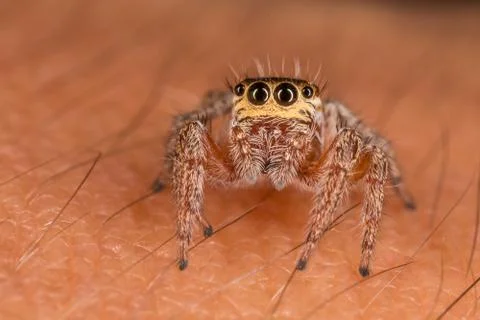 A closeup of a  beautiful spider Stock Photos