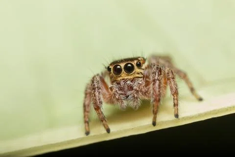 A closeup of a  beautiful spider Foto stock