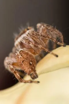 A closeup of a  beautiful spider Stock Photos