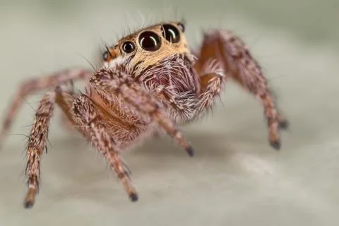 A closeup of a  beautiful spider Stock Photos