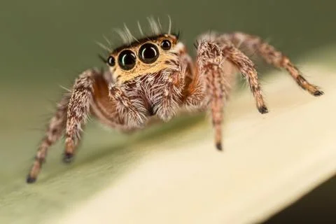 A closeup of a  beautiful spider Foto stock