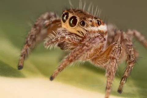 A closeup of a  beautiful spider Stock Photos