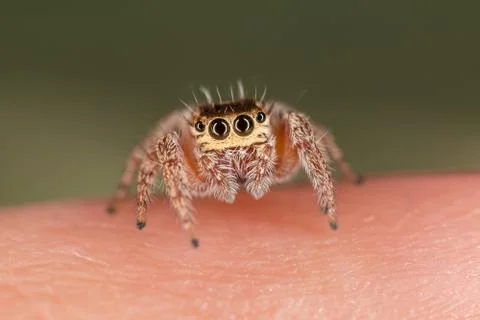 A closeup of a  beautiful spider Stock Photos