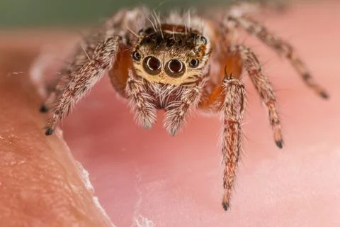 A closeup of a  beautiful spider Stock Photos
