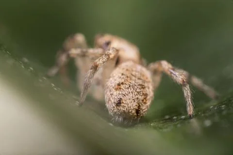 A closeup of a  beautiful spider Stock Photos