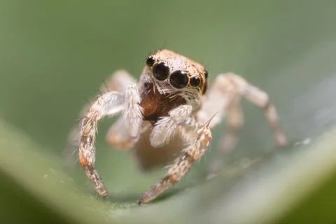 A closeup of a  beautiful spider Stock Photos
