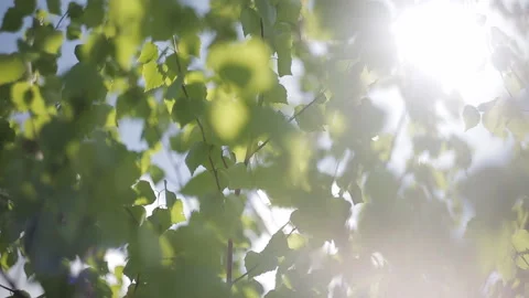 Closeup of beautiful spring branches of birch tree with fresh green leaves and Stock Footage 93129072
