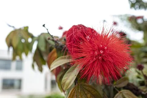 Closeup to a beautiful summer red flower over green leaves and foliage Stock-Fotos