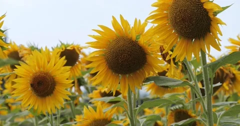 Closeup of beautiful sunflower at the field. Fields with sunflowers in the Stock Footage 202324352
