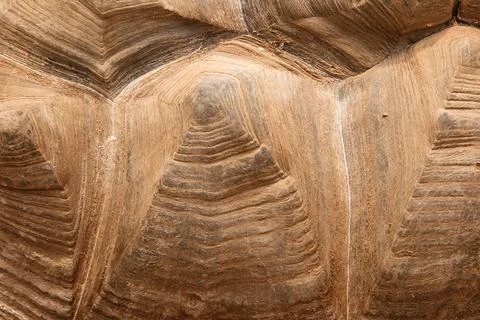 Closeup of the beautiful texture of the turtle shell Stock Photos