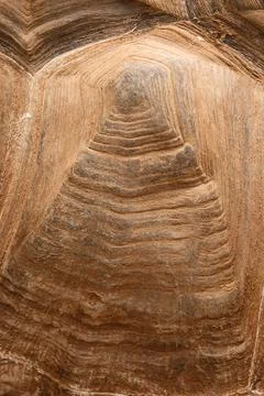 Closeup of the beautiful texture of the turtle shell Stock Photos