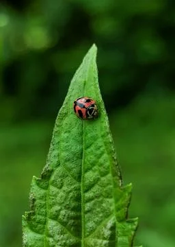 Closeup of a beautiful tiny ladybug on a long green textured leaf 스톡 사진