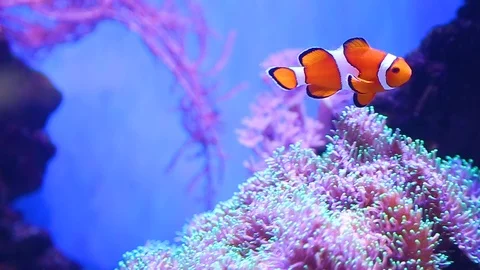 Closeup of beautiful vibrant orange and white clownfish swimming Stock Footage