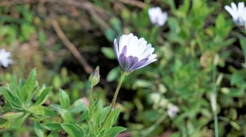 Closeup of Beautiful white flowers of Dimorphotheca pluvialis also known as C Stock Photos