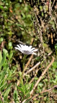 Closeup of Beautiful white flowers of Dimorphotheca pluvialis also known as C Stock Photos