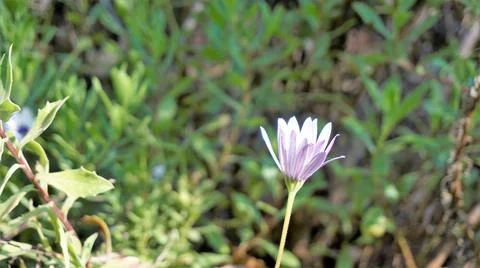 Closeup of Beautiful white flowers of Dimorphotheca pluvialis also known as C Stock Photos