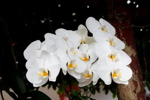 Closeup of a beautiful White Orchid Flower Phalaenopsis. Stock Photos