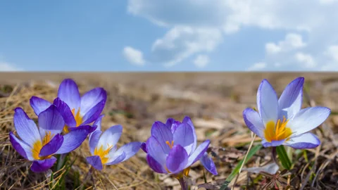 Closeup beautiful wild violet crocus flowers in a dry grass Video stock 241499520