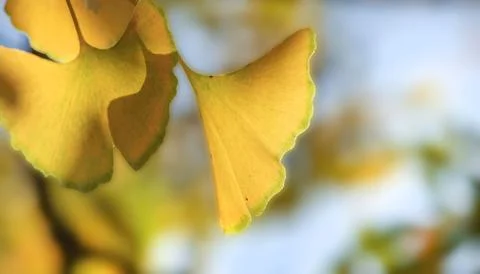 Closeup on beautiful yellow leaf  of a Gingko tree in autumn in focus foreg.. Stock Photos