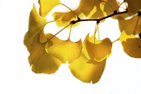 Closeup on beautiful yellow leaf  of a Gingko tree in autumn on white backg.. Stock Photos