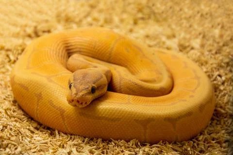 Closeup of a beautiful yellow python on the ground 写真素材