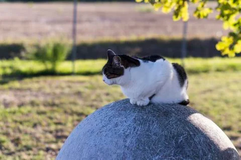 Closeup of a beauty cat Stock Photos
