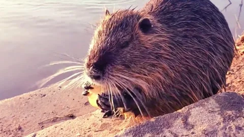 CloseUp of Beaver by the Water Stock Footage 310856275