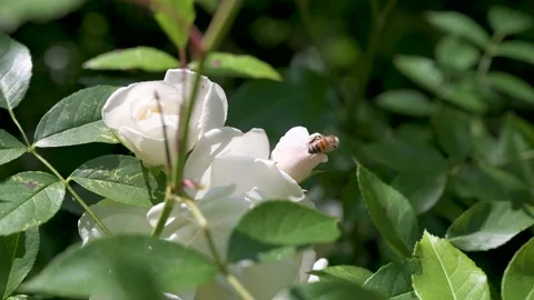 A closeup of a bee on a blossom surrounded by greenery in a field Stock Footage 133218107