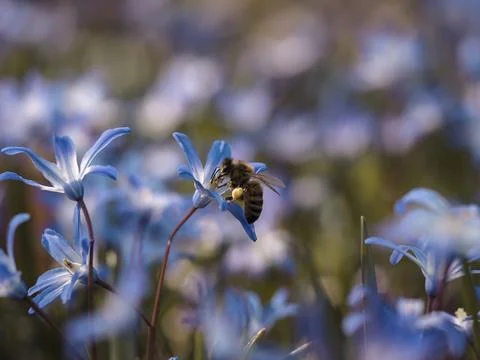 Closeup of bee with blue flowers Stock-Fotos