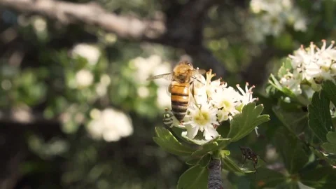 Closeup of bee collecting nectar from flower in spring Stock Footage 129432684