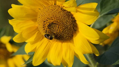 Closeup of Bee Collecting Nectar from a Sunflower Stock-Footage 159691206