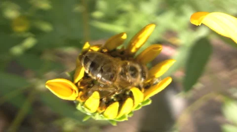 Closeup of bee collecting pollen Video stock 921055
