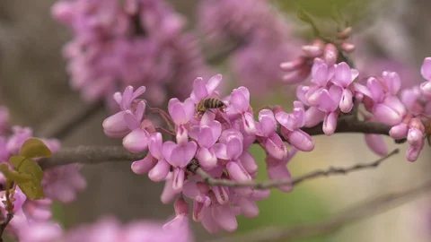 Closeup Of Bee Collects Nectar And Pollen From A Pink Blossom Tree In The Spring Video stock 129181392