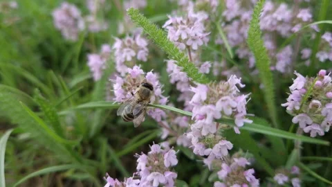 Closeup bee collects nectar from blooming wild creeping thyme herb. Honeybee pic Stock Footage 276460648