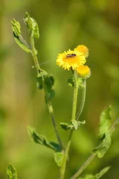 Closeup of bee on common fleabane flower with selective focus on foreground Stock-Fotos