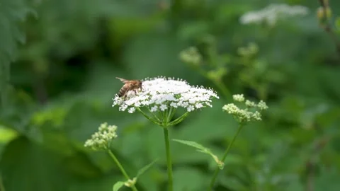 A closeup of a bee on cow parsley surrounded by greenery in a field Stock Footage 133218130