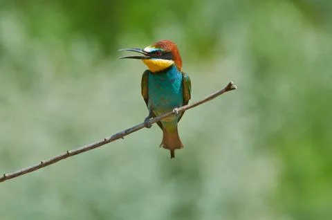 Closeup of a bee-eater sitting on a branch on a soft watercolor background. Stock Photos