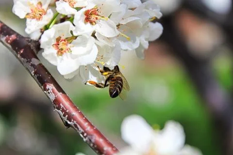 Closeup of a bee end covered in pollen Stock Photos