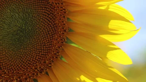 Closeup of a bee extracting pollen from a sunflower. Stock Footage 250877181