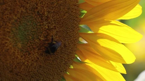 Closeup of a bee extracting pollen from a sunflower. Stock Footage 250877366
