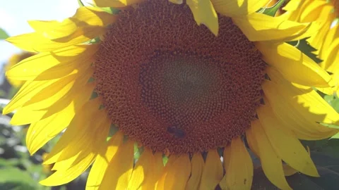 Closeup of a bee extracting pollen from a sunflower. Stock Footage 250877501