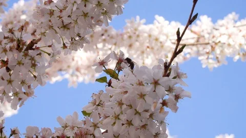 Closeup bee feeding Stock Footage 105610230