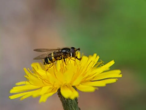 Closeup of a bee feeding on a sharp yellow dandelion Stock Photos