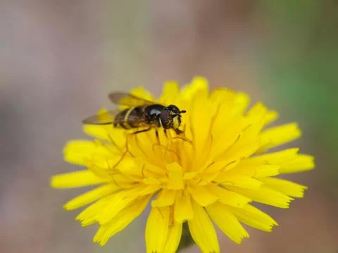 Closeup of a bee feeding on a sharp yellow dandelion Stock Photos