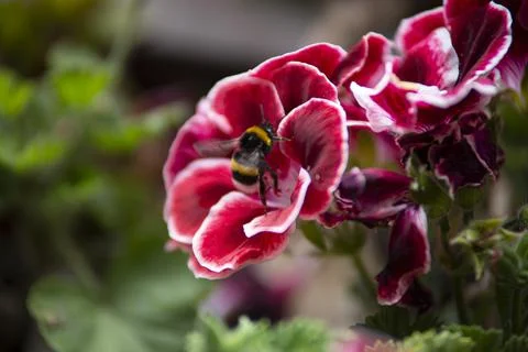 Closeup bee in flowers Stock Photos