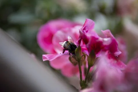 Closeup bee in flowers Stock Photos