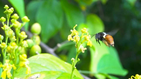 Closeup Of Bee Flying And Sitting On Yellow Flowers [Slow Motion] Stock Footage 88961329