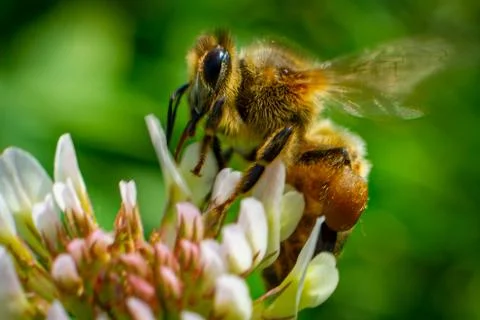 Closeup of a bee flying on flowers in spring Stock Photos